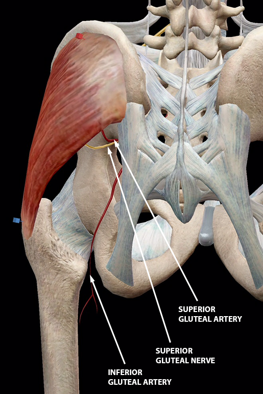 Thigh glute online muscles